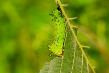 Larvae of the yellow thorn moth, an insect that inhabits wild plants