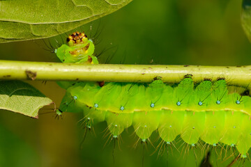 Larvae of the yellow thorn moth, an insect that inhabits wild plants