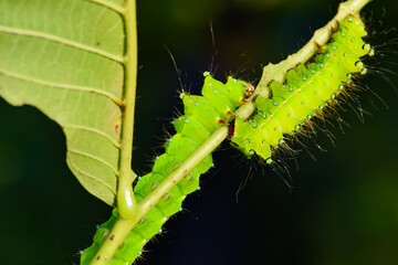 Larvae of the yellow thorn moth, an insect that inhabits wild plants