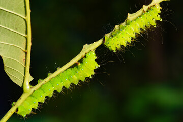 Fototapeta premium Larvae of the yellow thorn moth, an insect that inhabits wild plants