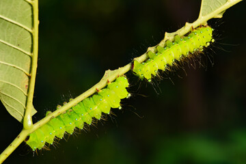 Naklejka premium Larvae of the yellow thorn moth, an insect that inhabits wild plants