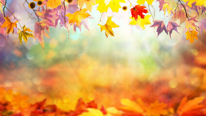 Fototapeta na wymiar Multicolored bright autumn branches with fallen maple leaves, colorful autumn natural background