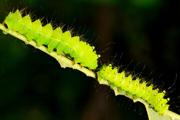 Larvae of the yellow thorn moth, an insect that inhabits wild plants