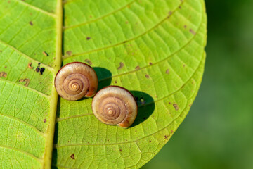 The little snail crawled on the leaves to rest