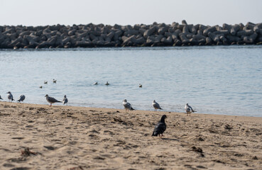 Pigeons walking on the beach Haeundae Busan, South Korea