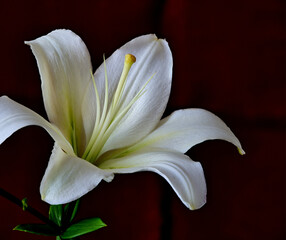 Fototapeta premium lily flower growing on black background