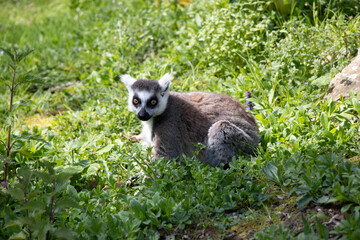 Animaux Planète Sauvage Zoo