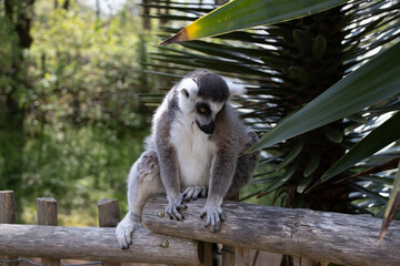 Animaux Planète Sauvage Zoo