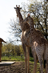 Animaux Planète Sauvage Zoo