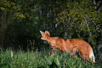 Animaux Planète Sauvage Zoo