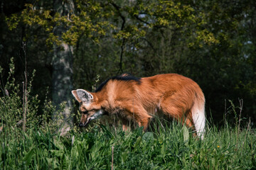 Animaux Planète Sauvage Zoo