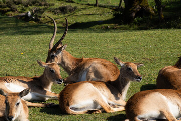 Animaux Planète Sauvage Zoo