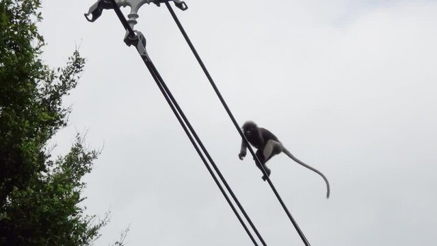 Dusky leaf monkeys (Trachypithecus obscurus) move with difficulty on electric wires and jump on a tree.