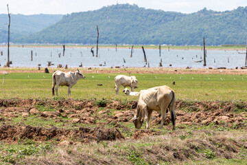 Cows in the field at Phetchaburi province, Thailand.