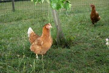 huhn