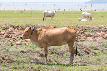 Herd of cows in the meadow in Khon Kaen, Thailand
