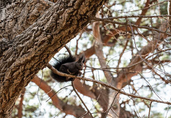 Cute gray little squirrel at the park South Korea
