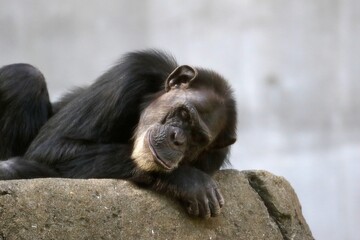 横になり眠るチンパンジー