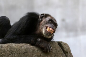 見上げて笑うチンパンジー