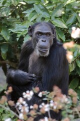 花とチンパンジー