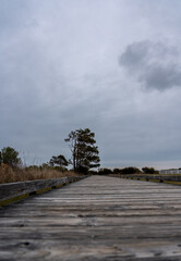 Low Angle View of Wooden Path with Large tree at the end