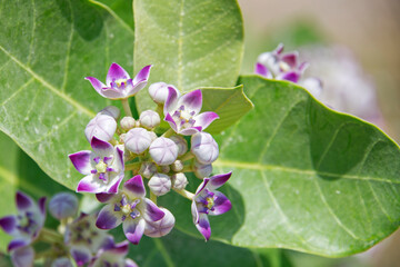 Asian flowers with white-lillac petals, sepals and buds