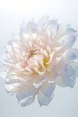 white dahlia flower Generative AI