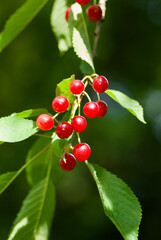 Branch of cherry tree with ripe red berries and green leaves in summer.
