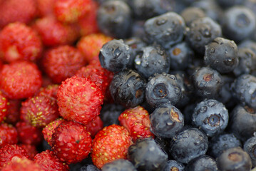 Close-up of fresh wet european blueberries and wild strawberries in summer.