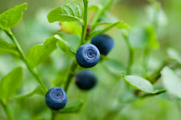 Sprig with fresh ripe european blueberries in summer.