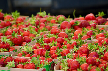 Fresh red strawberries in fruit boxes for sale at the farmers market in summer in France.