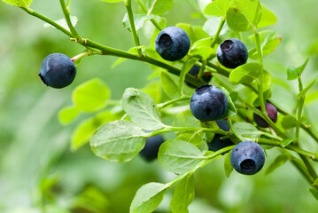 Sprig with fresh ripe european blueberries in forest in summer.