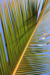 palm tree leaf