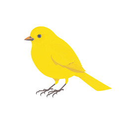 Canary bird vector illustration Isolated on a white background