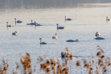Łabędzie na jeziorze przed zachodem słońca © Elektrofoto