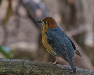 Orange-headed thrush perched on a branch.
