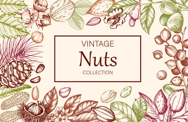 Vintage horizontal background with various nuts. - 619106690