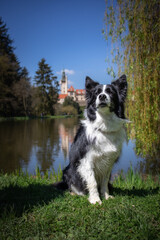 Fototapeta na wymiar Vertical Portrait of Majestic Border Collie in Pruhonice Park. Black and White Dog Sits next to Pond in Czech Republic during Sunny Day.