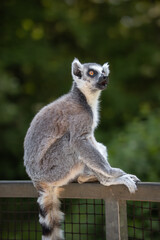 Portrait of Lemur Catta with Open Mouth in Zoo. Vertical Ring-Tailed Lemur Sitting on Fence in Zoological Park.