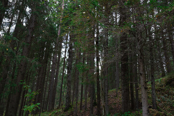 view of tall slender green trees in the autumn forest