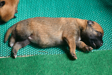 a close up of one week old belgian malinois shepherd puppy sleeping on a green carpet with a big full belly