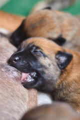a close up of one week old belgian malinois shepherd puppy nursing with litter mate in the background