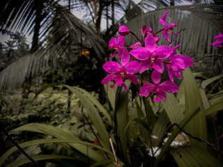 flowers in the garden