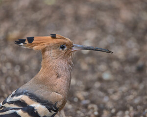 Eurasian hoopoe on the ground looking for food .