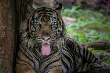 portrait of a tiger