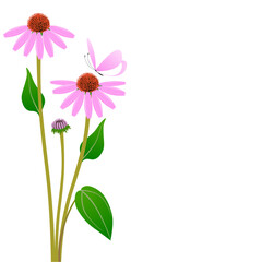 Echinacea flowers with a butterfly on a white background.