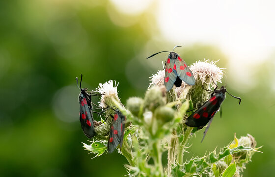Five Spot Burnet Moth (Zygaena filipendulae) on green grass, Wildlife garden of British species with eye catching in red and black wings. Macro beautiful wild butterlfy in Spring and Summer