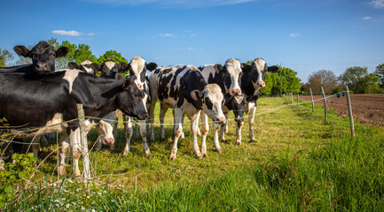 Troupeau de vaches laiti&egrave;re en pleine nature en France.
