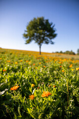 Arbre au milieu des champs de fleur au printemps.