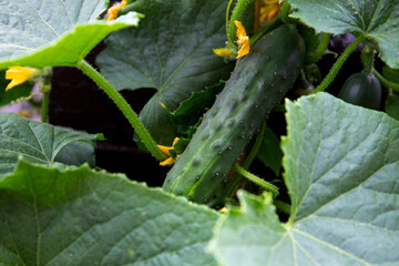 Close up of a cucumber on the plant. Natural gardening,  growing vegetables